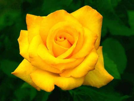 rose velours jaune